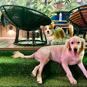 Rom Casa Da Nang